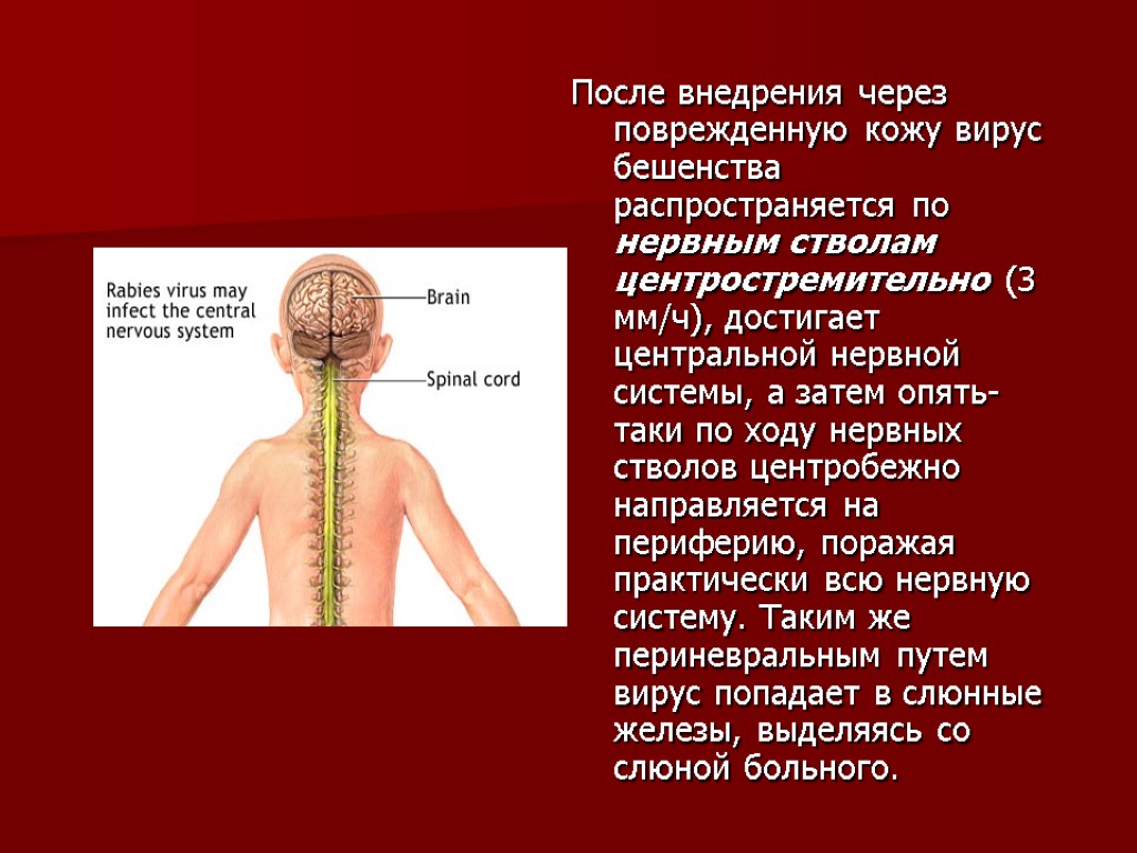 После внедрения через поврежденную кожу вирус бешенства распространяется по нервным стволам центростремительно (3 мм/ч),